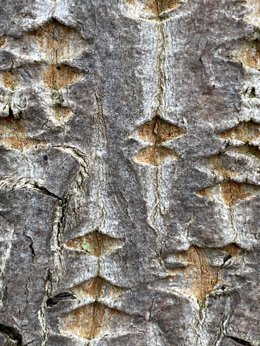 seaparkin's tweet photo. Had a brief play with the macro clip on… I do like the bark on Aspen, I think? #aspen #bark #winter #trees #celebratingderbyshiretrees #peaktrees #yorkshire #urbantrees #macro #macrophotography https://t.co/g5U4upMLPd