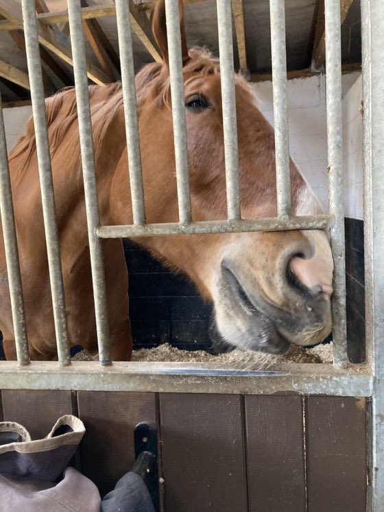 archiesauraus's tweet photo. Dad tied me up outside my neighbour's stall to pick my feet out, conveniently within reach of his haynet. In my haste to snaffle the biggest mouthful I accidentally yeeted the whole net halfway down the barn. 🤦🏻‍♂️ #Fail #NotExactlyThePerfectCrime  #AbsoluteDisaster https://t.co/OcSzoGVW4x