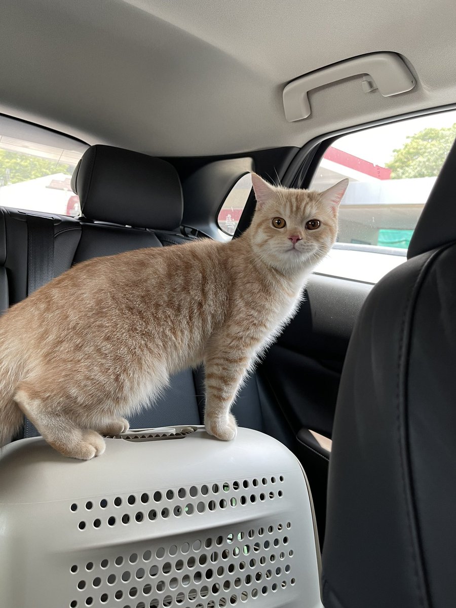 ไปเฉิดฉาย ไปเป็นพระเอก ไปเป็นหมาโกลเด้นตัวเดียวบนดาวแมวนะคนเก่ง 🧡🤍