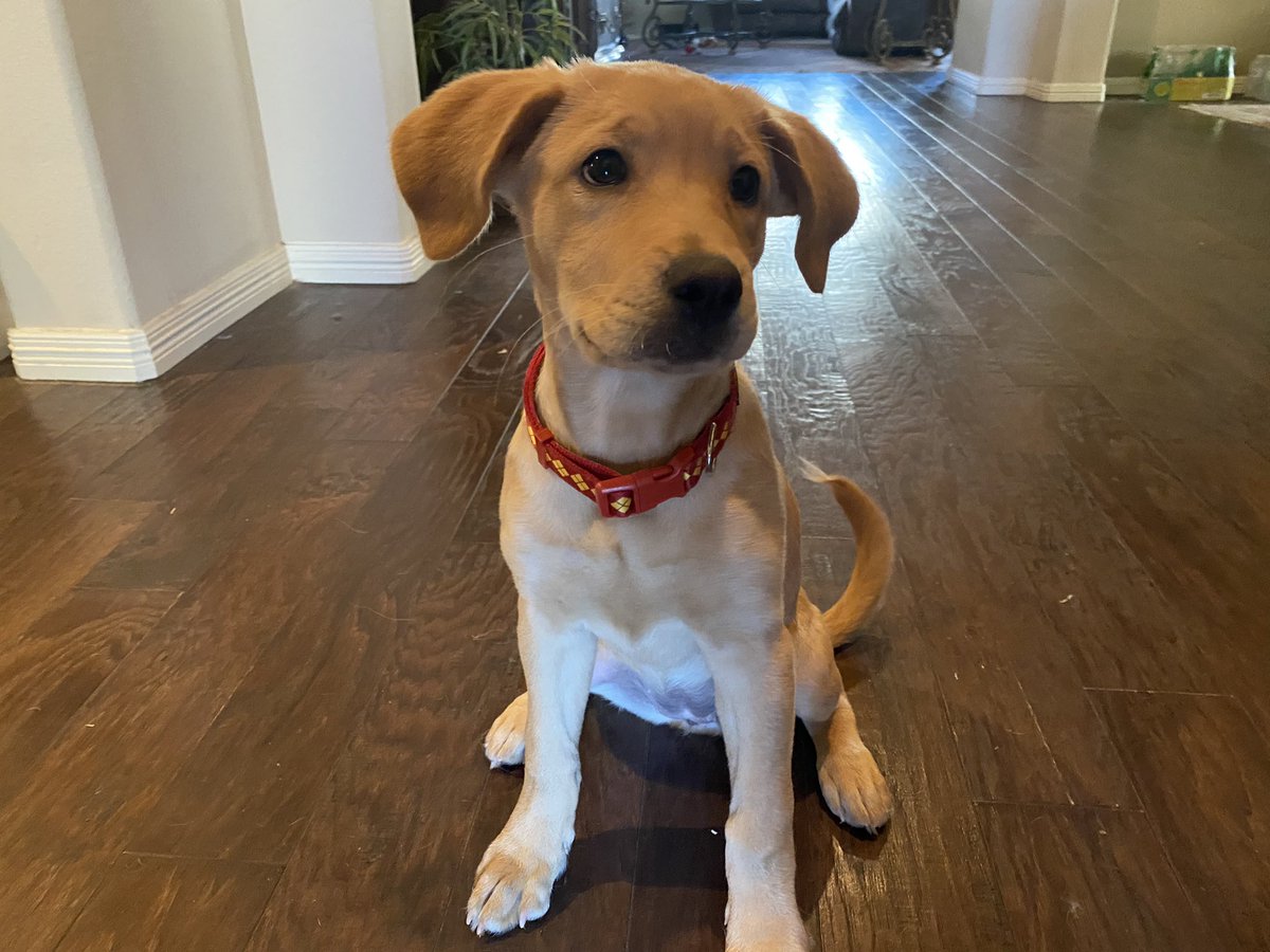CommanderSilv's tweet photo. @superplastic I want a #Superplastic collar for my dog. Please! #janky https://t.co/cJUqZUEv0w