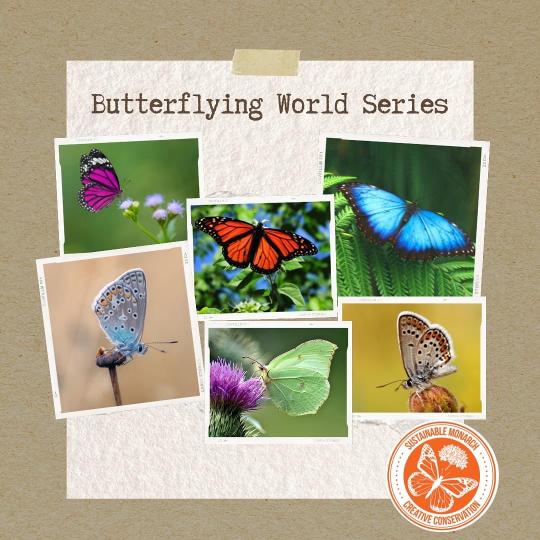 GrayFeist's tweet photo. The fundraising page for the 2022 #ButterflyingWorldSeries is up! Register your Team there &amp; start gathering pledges for the number of individual butterflies or total species you expect to see.

https://t.co/aEVqeUw7gM

#butterflies #butterfliescount #communityscience #CitSci https://t.co/ykt4D6oEr4