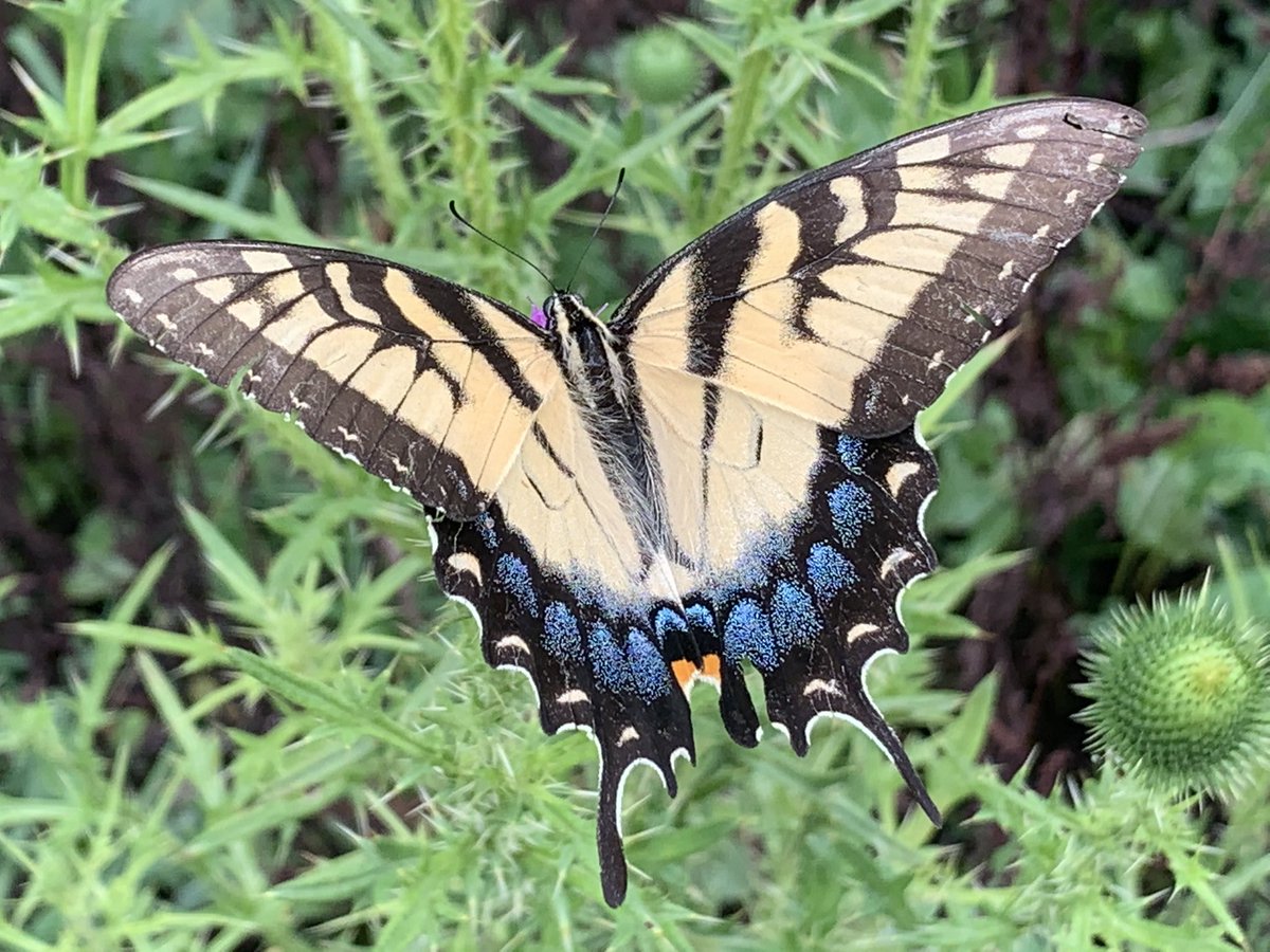 GrayFeist's tweet photo. The fundraising page for the 2022 #ButterflyingWorldSeries is up! Register your Team there &amp; start gathering pledges for the number of individual butterflies or total species you expect to see.

https://t.co/aEVqeUw7gM

#butterflies #butterfliescount #communityscience #CitSci https://t.co/ykt4D6oEr4