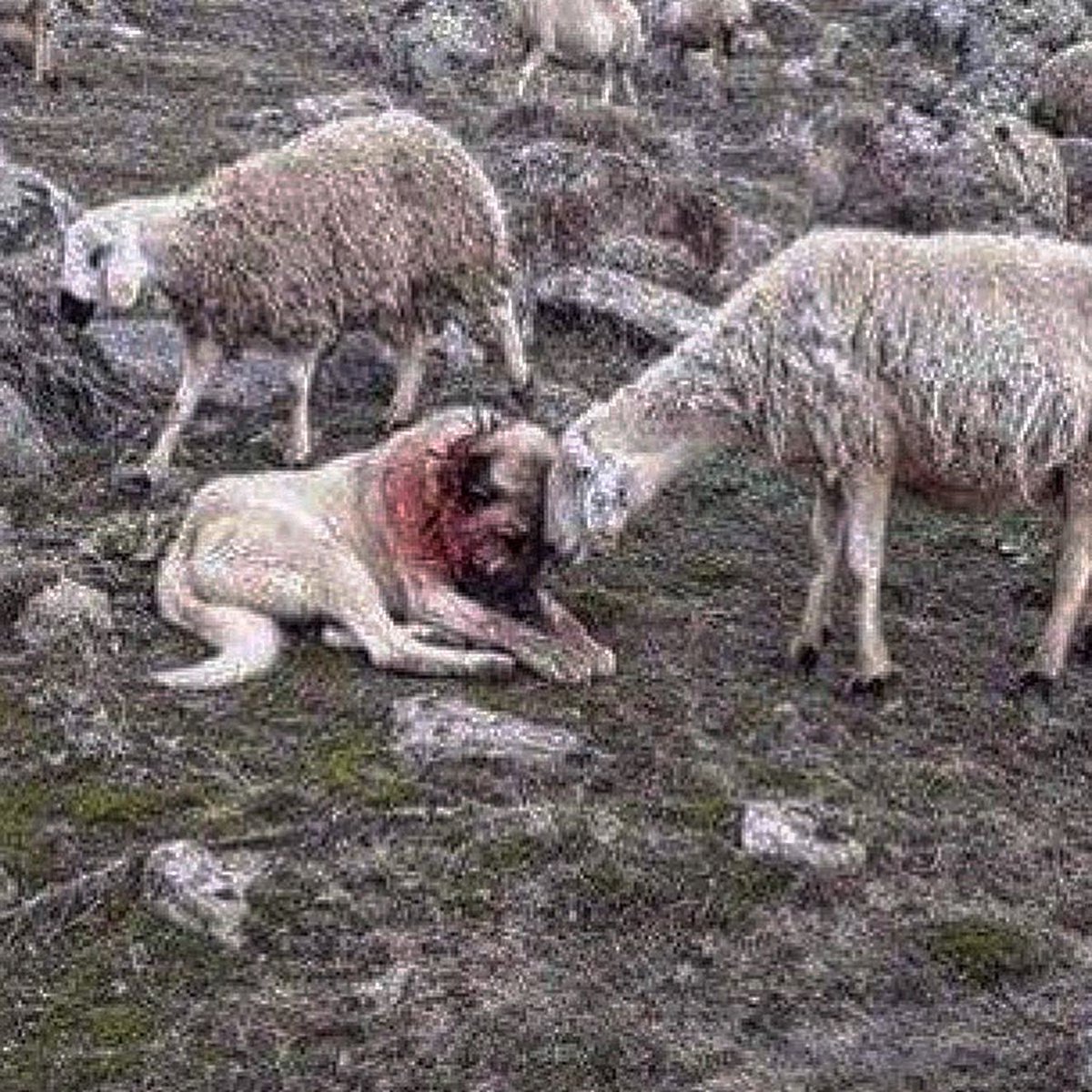 genesis fawn (@genesisfawn) on Twitter photo 