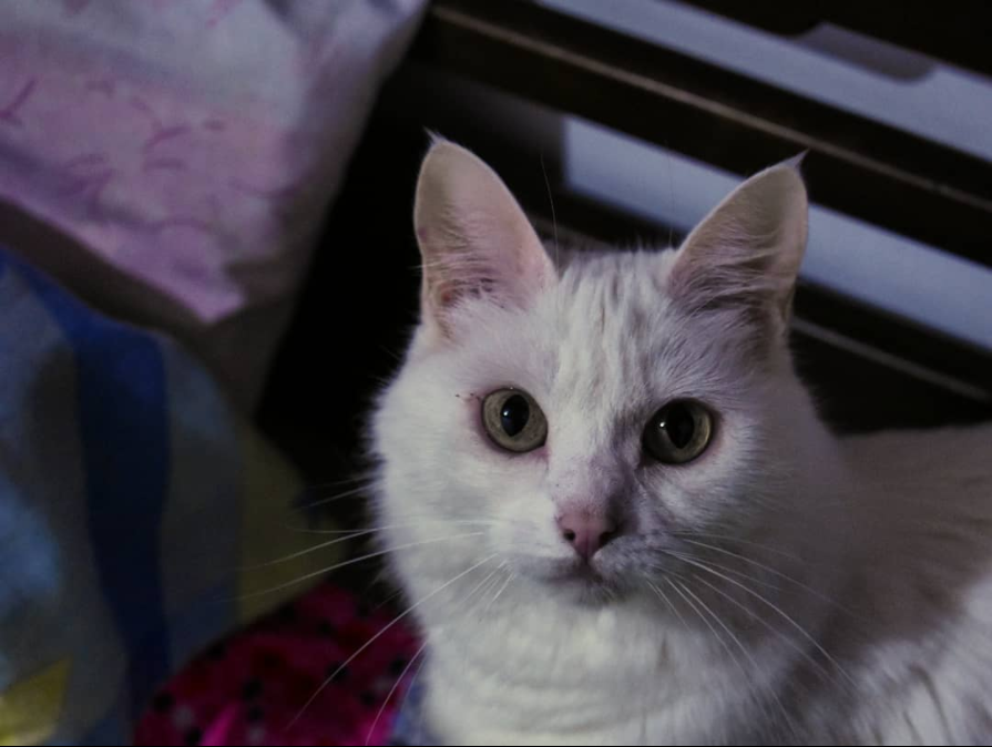 Kirozeru's tweet photo. Well, i guess it's never easy to be honest but i lost this cat today, to wake up and realise she is not here anymore...don't know how i feel to be honest...all i can say is that we gave her a good life and she'll be missed dearly...i guess i'll sleep the rest of the day. https://t.co/gOHqUBbp0e