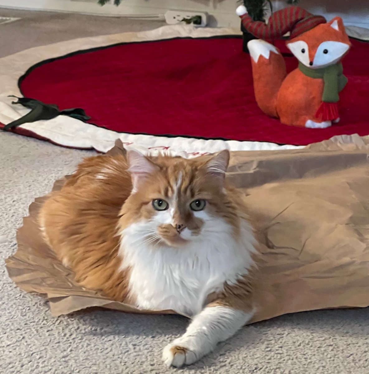 Today, Lord Pookie (first of his name), lost his battle with cancer. He was an adventurer, sous chief, office mate and loving soul. He loved wrapping paper, boxes and sleeping on his Dad. He will be missed. Hug your pets, talk with them, and cherish the little things they do.