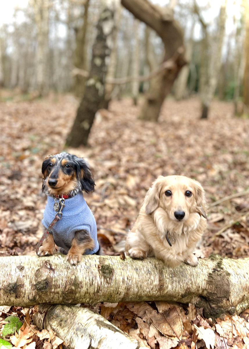 HuxandRosa's tweet image. Our woodland walk … we sniffed for nearly two hours … it was cold and quite muddy but we sniffed squirrels, corgi butts and chased the birdies. #perfectwalk #winterwalk #woodlandfun #squirrelhunt #dachshunds #DogsofTwittter #sausagedogs #cute