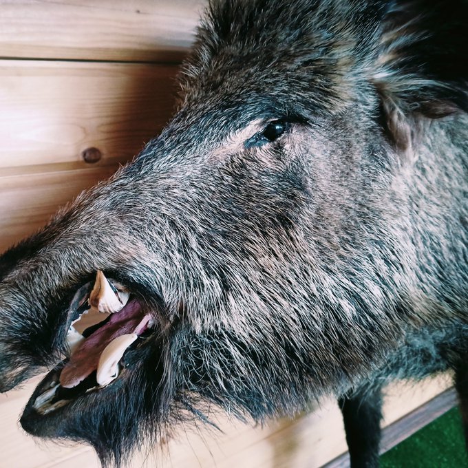 super boar 😁😁😁😁 https://t.co/hGkhY0z0RU<a href="/tag/webcam"class="tags"><span>#webcam</span></a><a href="/tag/adult"class="tags"><span>#adult</span></a><a href="/tag/chaturbate"class="tags"><span>#chaturbate</span></a><a href="/tag/stripchatlive"class="tags"><span>#stripchatlive</span></a><a href="/tag/chaturbateampromo"class="tags"><span>#chaturbateampromo</span></a>