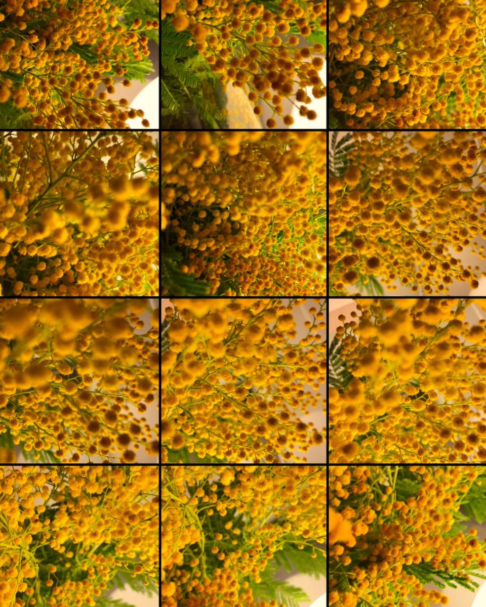 Així per fer la gracieta me’l vaig fer. Que la goteta de llàgrimes em regalimés per la galta mentre m’extirpava un trosset de còrtex prefrontal amb el bastonet d’orelles extrallarg, té el seu què. És curiós el subidón d’adrenalina que et ve. Ara 7 dies a casa i la mimosa floreix.