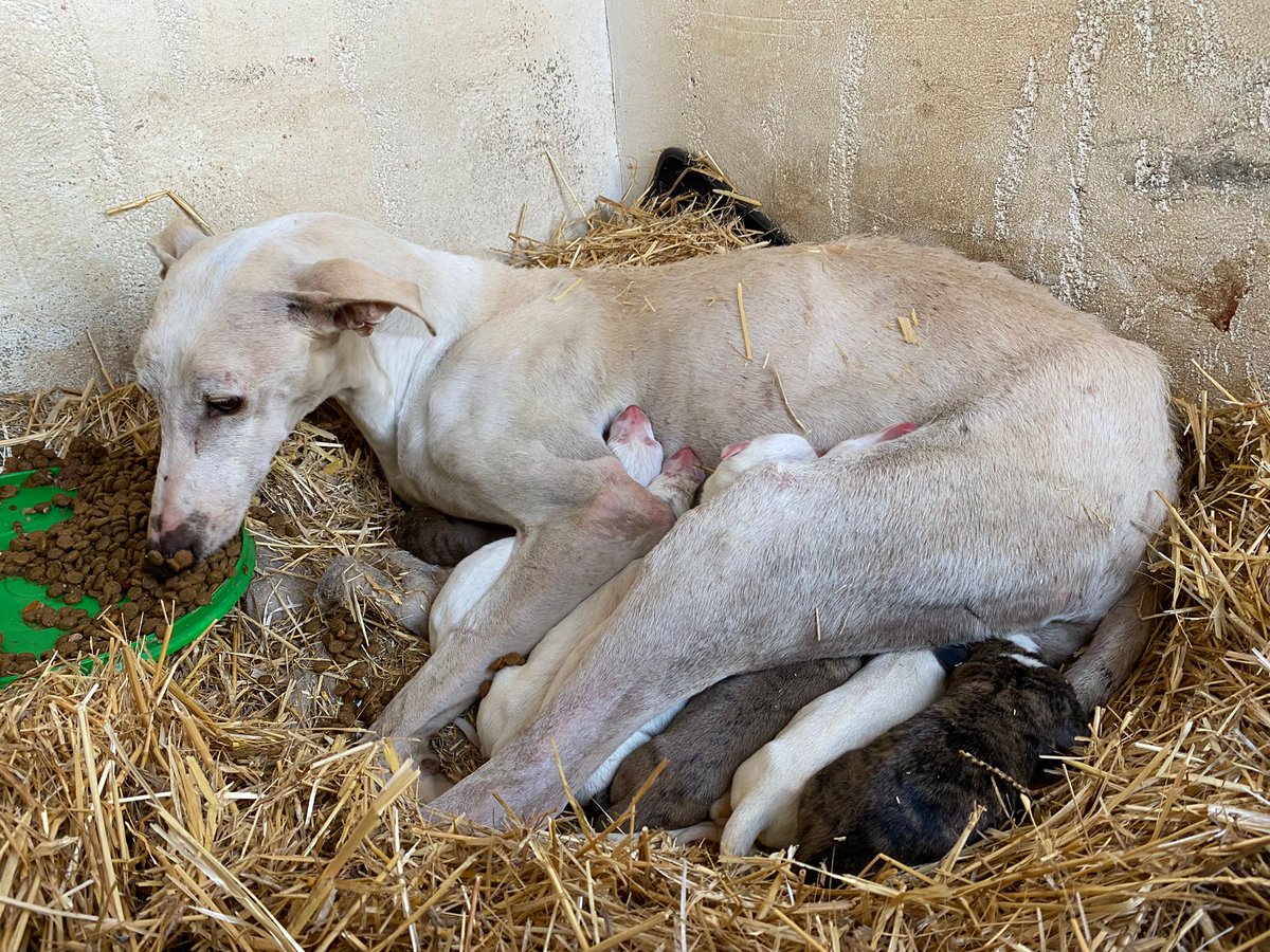 BEA_triu7's tweet photo. Hola! Tinc 9 fillets de la nostra Galgo (Neu) recent nascuts. Si sabeu d’algú responsable interressat, en ho dieu! Ens vam trobar la Neu abandonada i prenyada…de moment els tenim a la torre, xo haurem de buscar casa X almenys 8 cadellets. El Pare no està identificat…#Lleida https://t.co/ZqP9Aq8Bmd