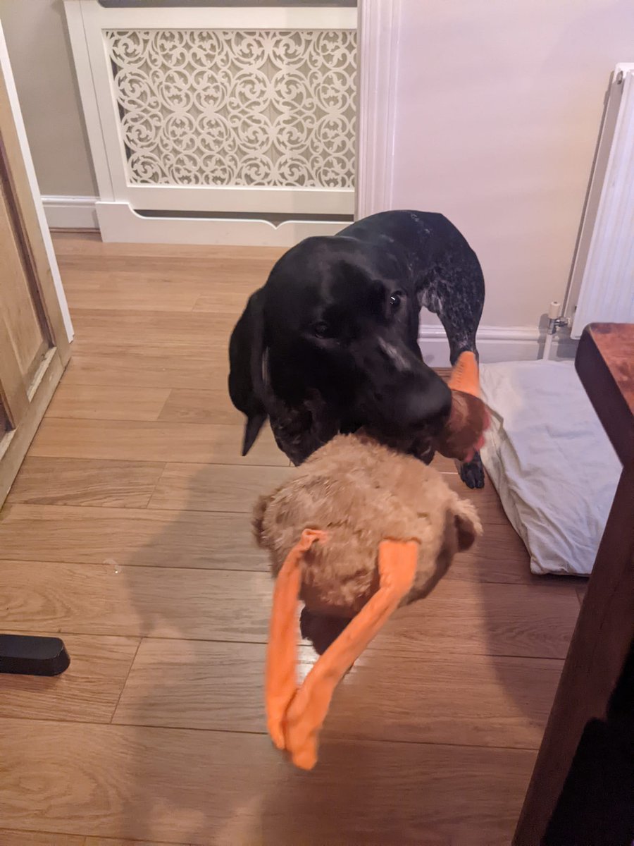 4/30 #AVChallenge This little (or not so little!) guy. He has kept me company throughout, and interrupted his fair share of Zoom calls. #AVTweeps #CEDIA