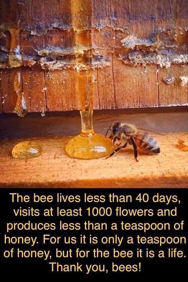 Bees are amazing