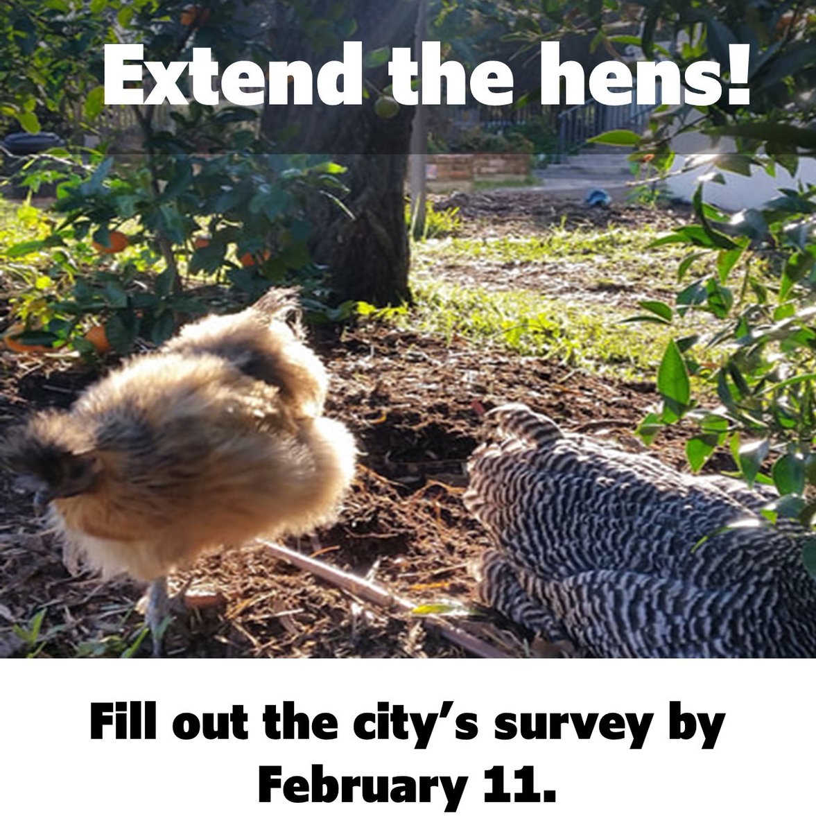 Urban Hens TO pilot project is wrapping up in March. You can speak up for chickens by February 11!  bit.ly/3qTzYCp