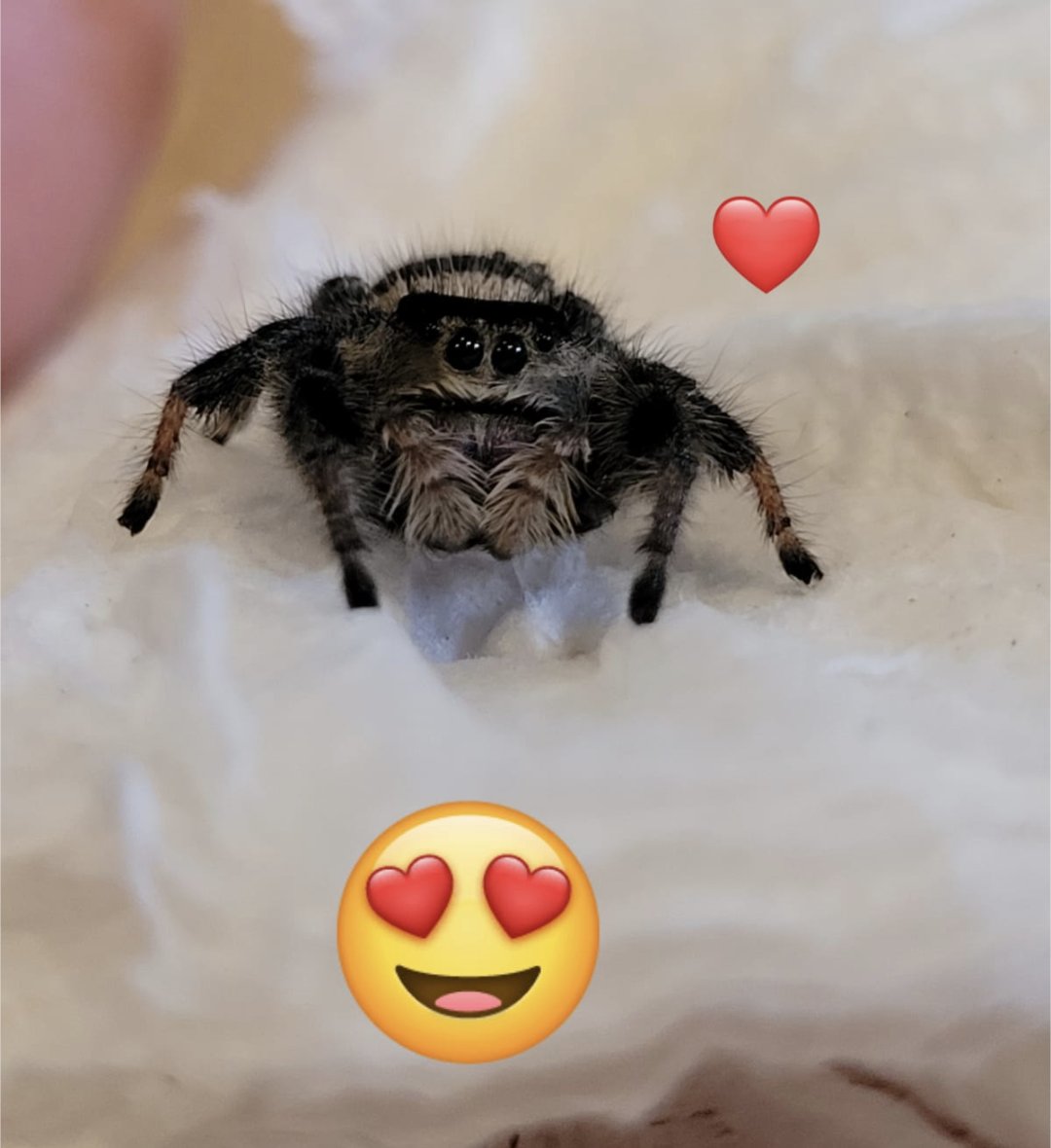 Ready for new homes...
Green Bottle Blue Chromatopelma cyaneopubescens 1-2cm £34.50
Orange Bitey Thing Pterinochilus murinus 1cm £10.99
Hati Hati Purple Cyriopagopus sp 1-2cm £9.99
Regal Jumping Spider Sub Adult £33.19