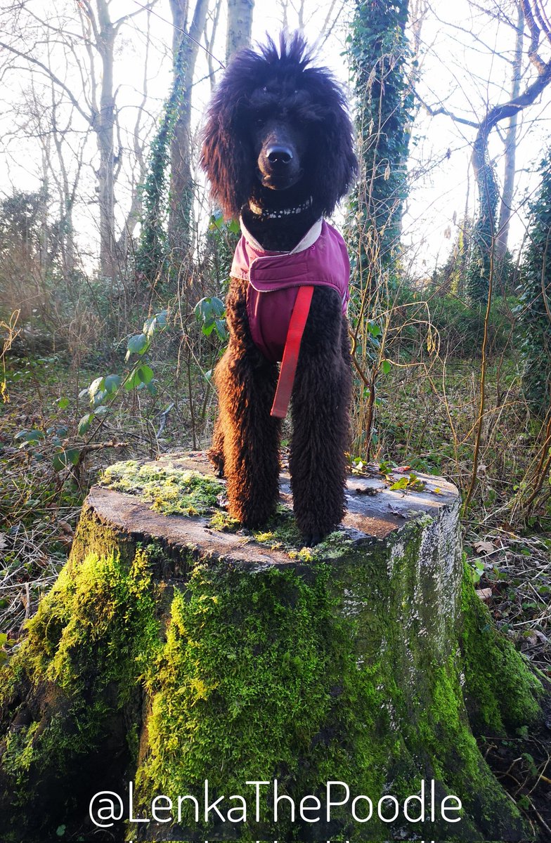 I went to the woods this morning...😜
#StandardPoodle #Puppy #Poodle #DogsOfTwitter