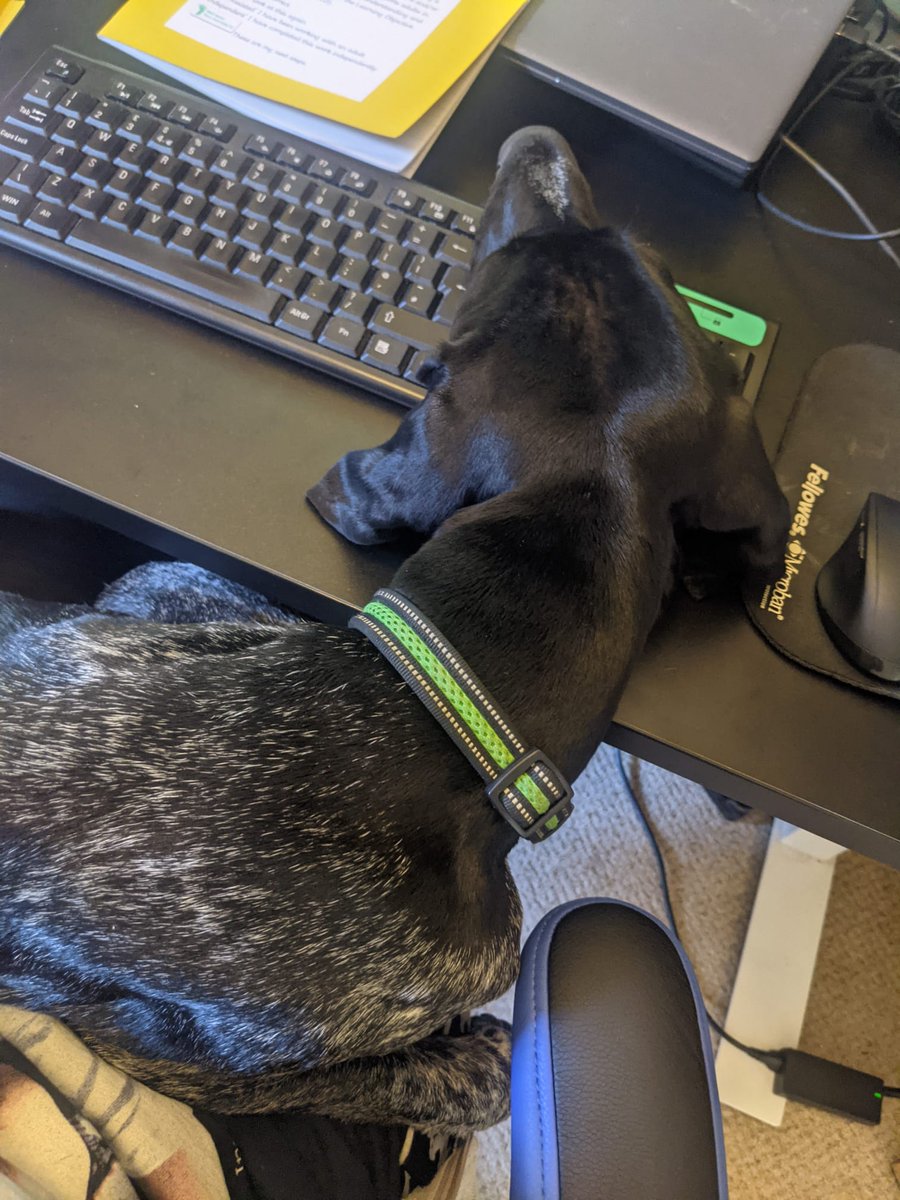 Here he is participating in work duties 🤣