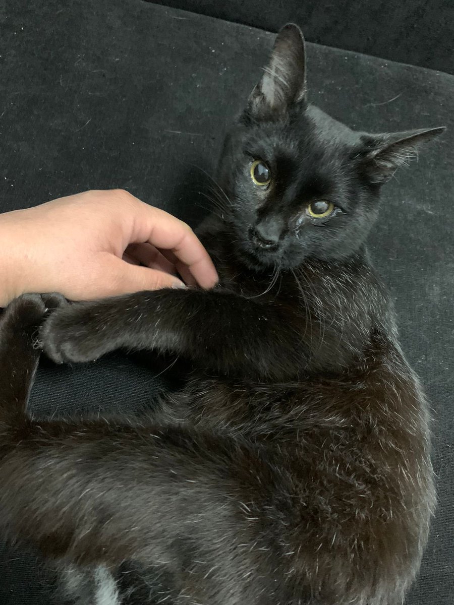 gatos_en's tweet photo. Recuerdan a Merlín, el gatito que rescatamos en el Periférico atropellado, con la cola destrozada y múltiples heridas? Superó el trauma psicológico y físico y ya tiene una familia humana para él solito. Gracias equipo! @itzeliwisvargas #AleTaby #DianaCrú https://t.co/VEiVRlzLKB