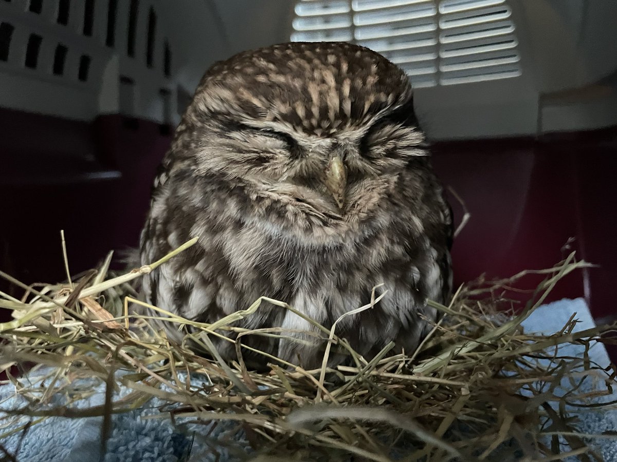 lizzybethreeder's tweet photo. Little rescue mission for this little cutie today, not sure what was wrong with him. Very thin and not very responsive, he is in the raptor hospital, good luck little fella @Natures_Voice @RSPBEngland @RSPBMinsmere @suffolkwildlife @BBCSpringwatch #winterwatch https://t.co/Z24HVegiDa