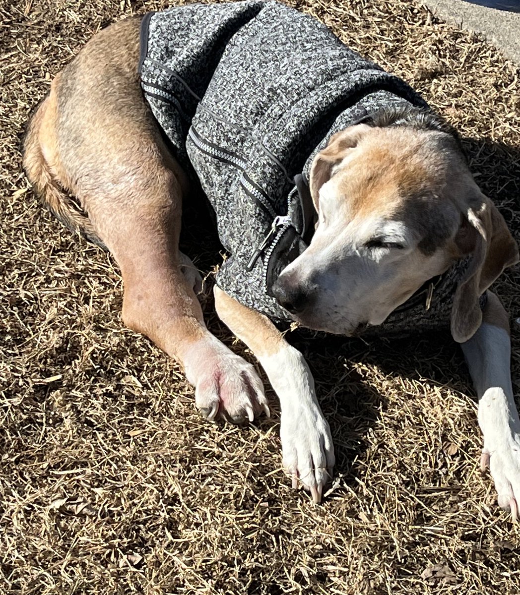 kip2malu's tweet photo. It warmed up enough for one of Austin’s favorite things, sunbathing. As always, Murphy is standing watch for his brother. #AustinDog @beaglefacts #SeniorPup #DogsofTwittter https://t.co/BCkYX3ssBb