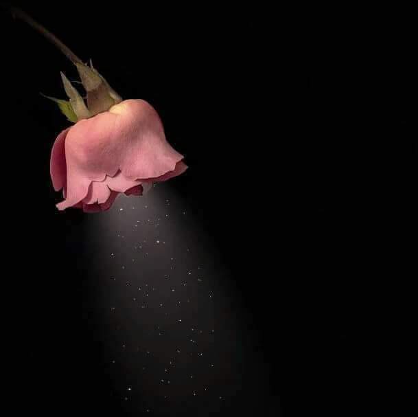 احياناً نُصابُ بعقم الكتابة فيصبح القلم عاجزاً عن الكلام عجزَ عجوزٍ في الثمانين عن إنجاب طفل! ثمّ فجأةً تخطرُ لنا فكرة، فنشعر
 في تلك اللحظة بما شعر به أرخميدس عندما صرخ قائلاً: وجدتها، وهو مستلقٍ في البانيو! وبما شعر به نيوتن حين وقعتْ التّفاحة على مقربة منه،