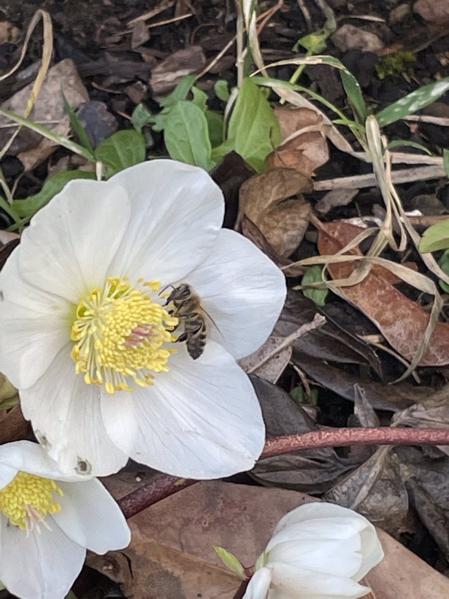 Bridgetclyde's tweet photo. One of our bees out foraging,in the Scottish highlands, on the hellebores today. Temp 8 degrees, light rain and wind. Just love the local bees. #Beekeeping #bees #apiary #scottishbees #highlandbees #honey #kingussie #scotland # https://t.co/47lPXg9Hou