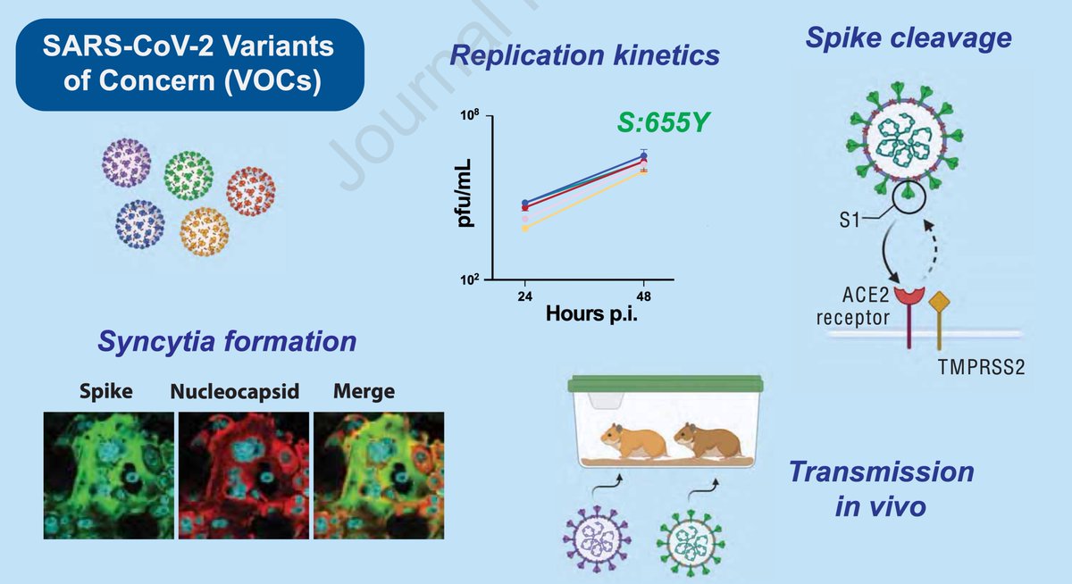 EricTopol's tweet image. The hunt for explaining Omicron's hyper-transmissibility, beyond its immune evasion
The Spike S655Y mutation
cell.com/cell-host-micr… @cellhostmicrobe
Resilience to Type I interferon (our innate immunity)
biorxiv.org/content/10.110…