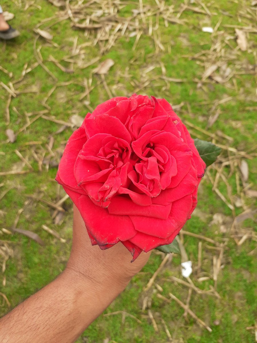 🖤🌹🖤