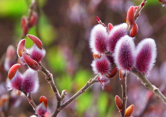 ネコヤナギのtwitterイラスト検索結果 古い順 ネコヤナギのtwitterイラスト検索結果 古い順