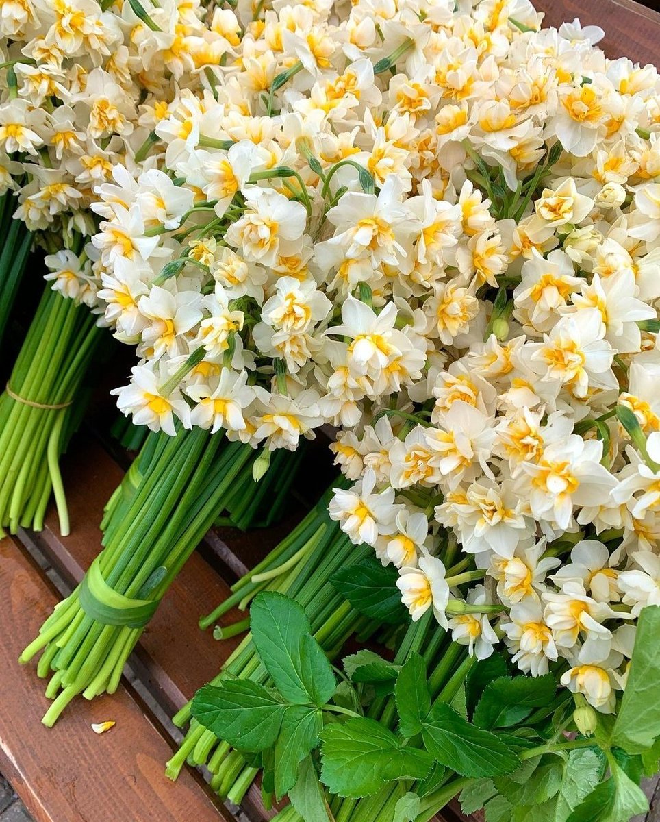 İzmir'in Karaburun ilçesine özgü Nergis çiçeklerinin güzelliğine bakın 🤎