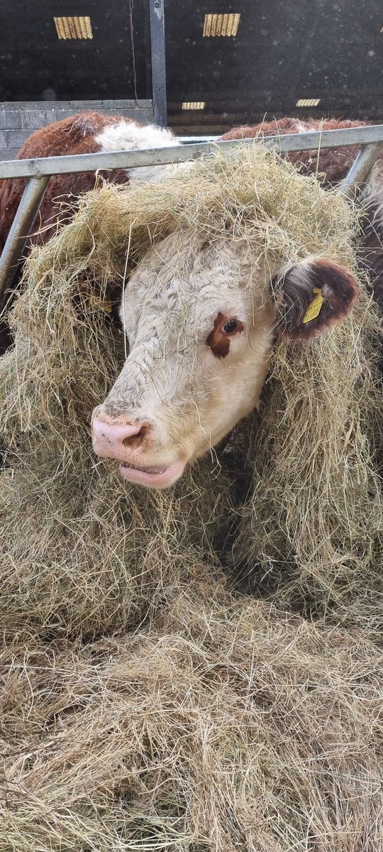 Dryslade's tweet photo. Hey girls, I've got a new hairstyle.  #BackBritishFarming #farmstayuk #livingthedream #herefordcattle #forestofdean #nfu https://t.co/woPoOG4Qae