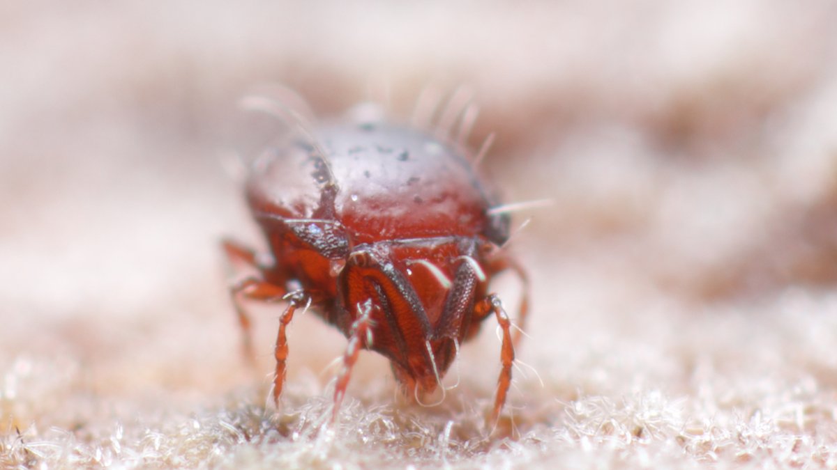 mesofauna's tweet photo. Tritegeus bisulcatus is an oribatid mite that looks just like a Chesterfield leather armchair. Best studied with a handlebar moustache, cigar and a large glass of cognac... #mesofauna #mite #soilanimal #bbcwinterwatch https://t.co/wZ0wMl3zZl https://t.co/FoQ4VXiUEE
