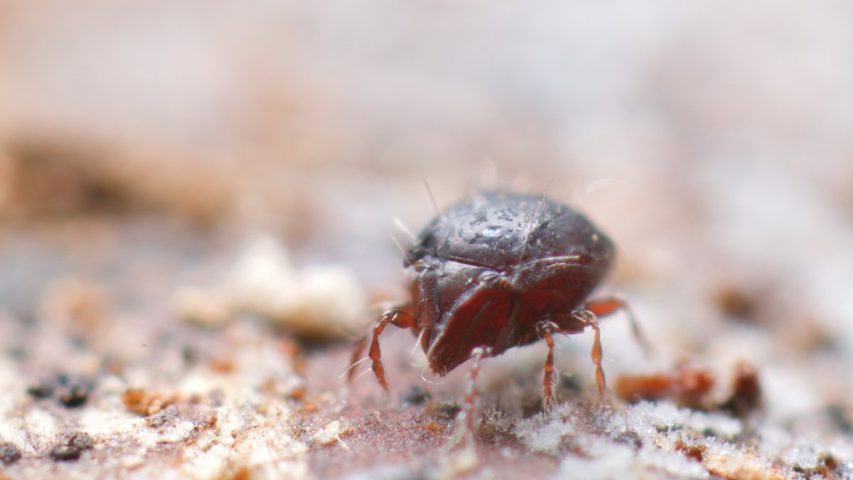 mesofauna's tweet photo. Tritegeus bisulcatus is an oribatid mite that looks just like a Chesterfield leather armchair. Best studied with a handlebar moustache, cigar and a large glass of cognac... #mesofauna #mite #soilanimal #bbcwinterwatch https://t.co/wZ0wMl3zZl https://t.co/FoQ4VXiUEE