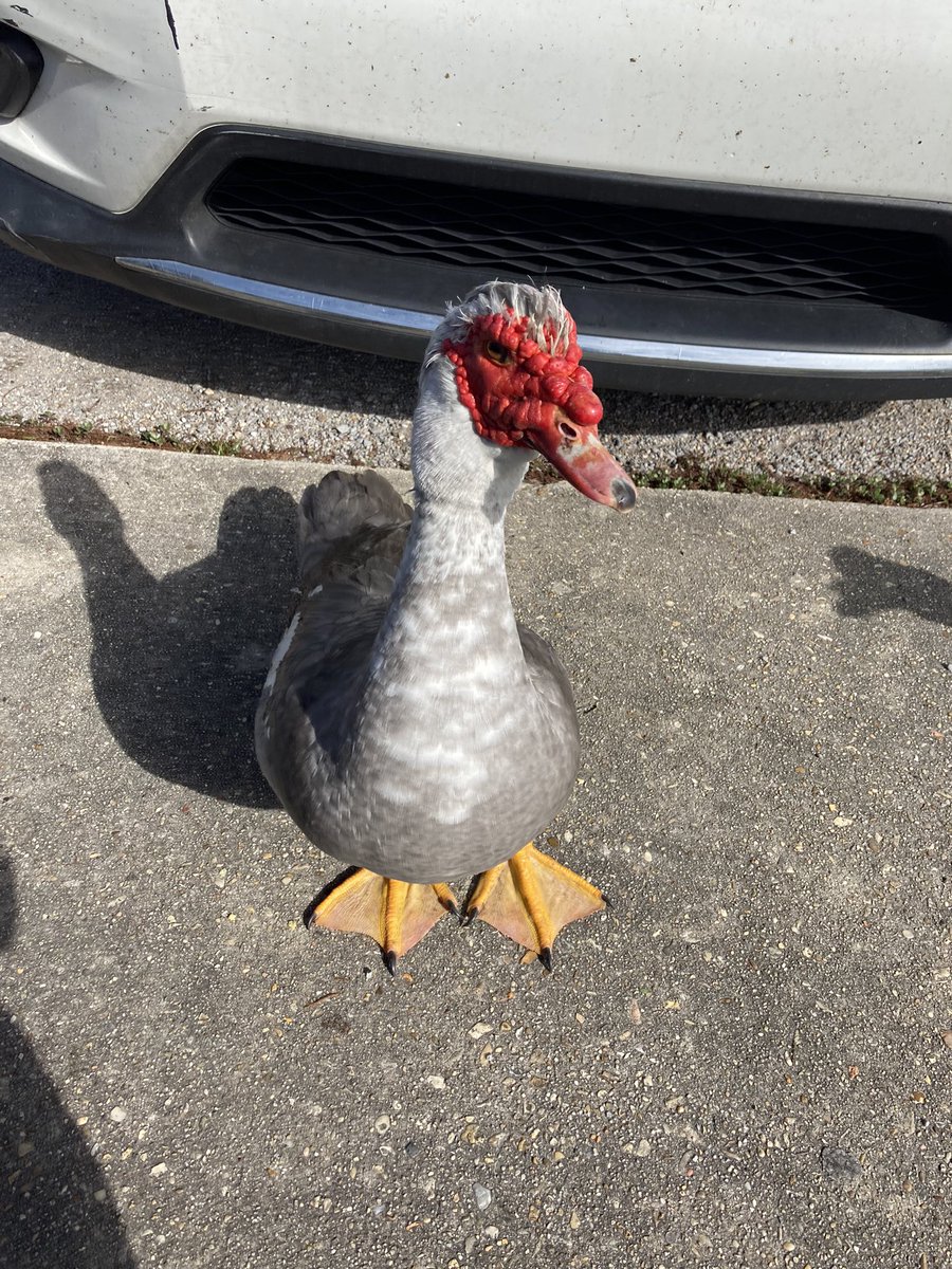 S0ULTERR0R's tweet photo. The bird is the word https://t.co/o6DKaVTpNM