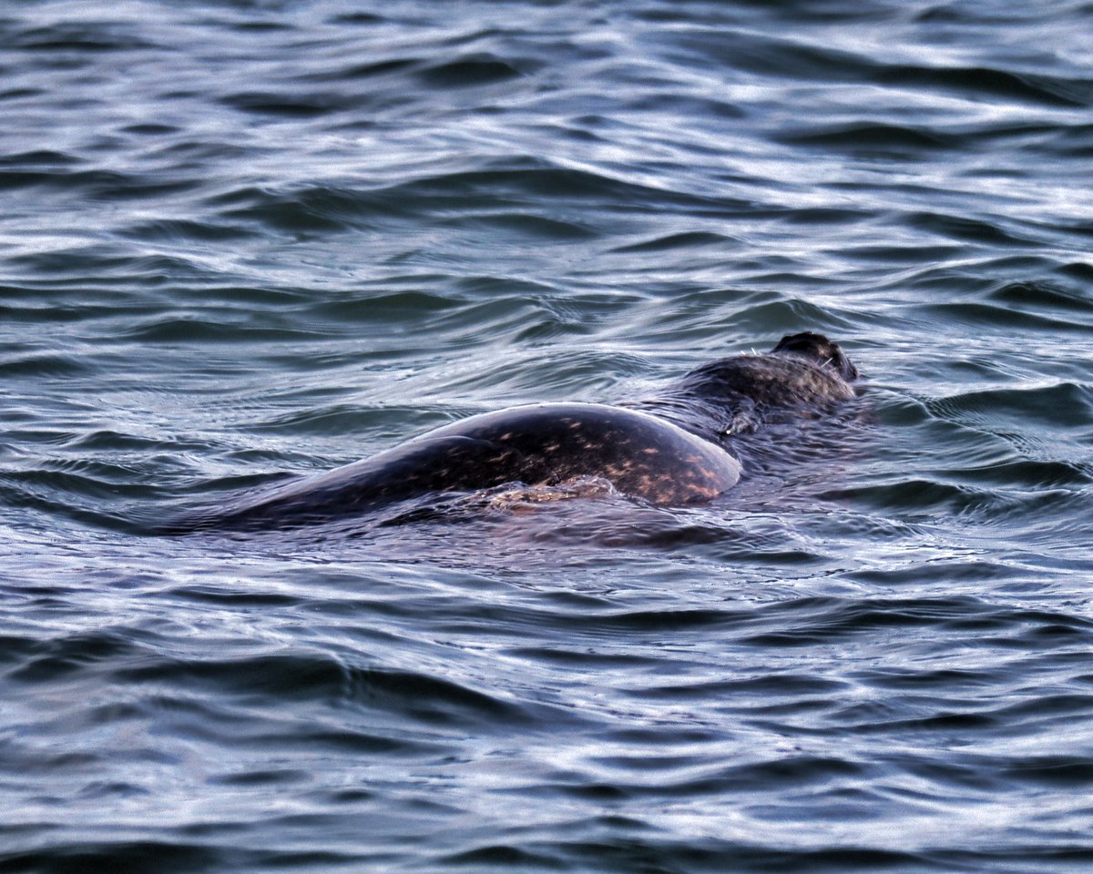Call 07791859624 to book a trip during this glorious winter weather 
#boattrip #boattrips #boattrip⛵️ #boattrippin #boattrip⚓️ #boattrip🚤 #boattripping #thingstodowithkids #ThingsToDoWithKids #thingstodo #merseaisland #essex #essexmums #weekendaway #weekendfun #wildlife