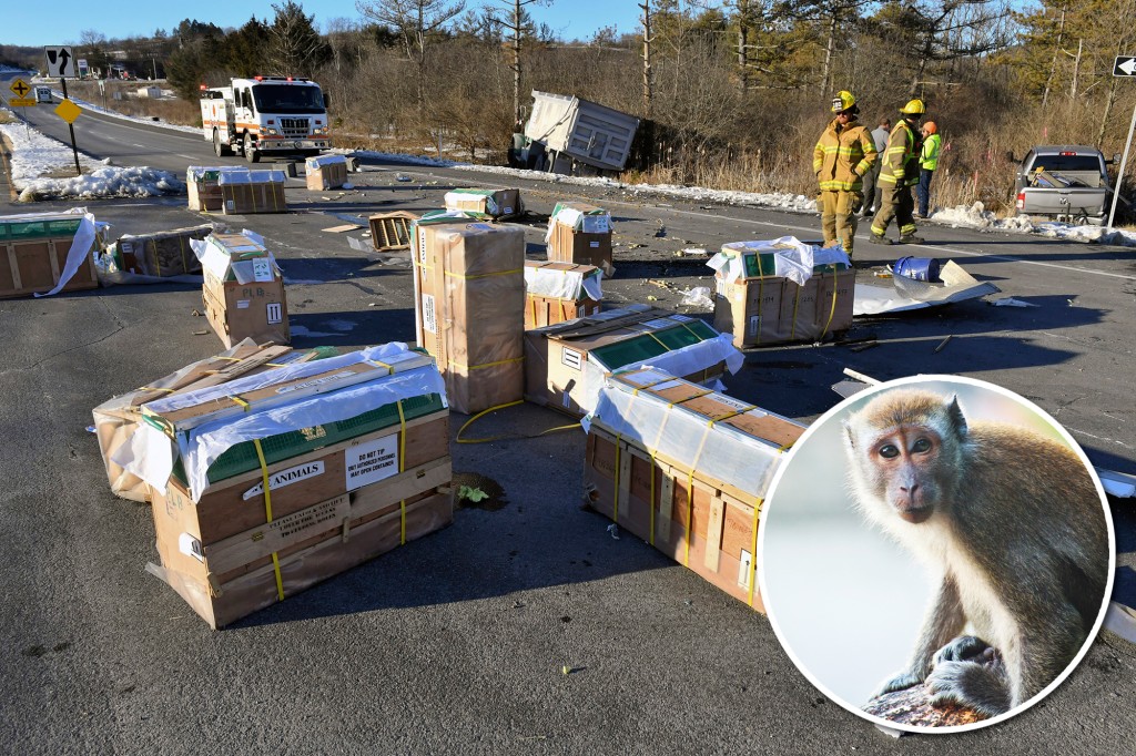 Covid19: Labortest-Affe nach LKW-Unfall in Pennsylvania auf der Flucht