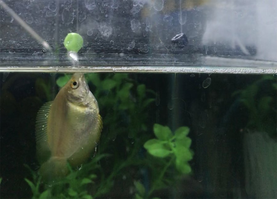 Water-shooting by dwarf gouramis- new paper led by @NickARJones @CentreBioDiv with @DrBarbaraKlump @_lrendell @HarrowerSophie Teresa Abaurrea, Clare Marr and Louise Scott came out over the Christmas break (1st pic by Louise, 2nd by @ella_ackroyd) 1/10