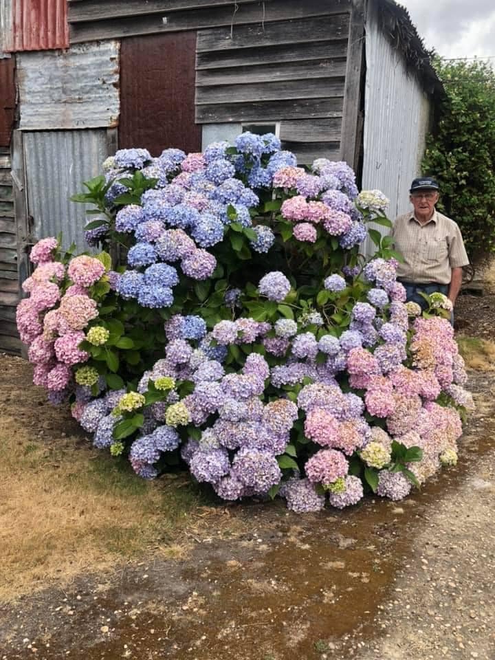 This is one of my Dad’s amazing Hydrangea’s at the farm homestead of “Kinbrae”. I was a tiny little tacker apparently, when he planted her next to his farm work shop door.