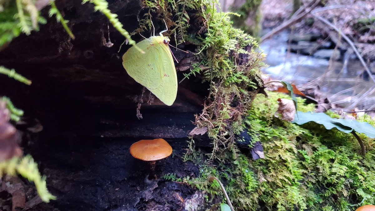 skenchoutdoors's tweet photo. This is Phoebis sennae, or the Cloudless Sulfur
Found on the same day as the previous 'shrooms, was found overwintering on the underside of this decaying log.
#moths #mothtwitter #nature #naturetwitter https://t.co/es2dRIFRiu