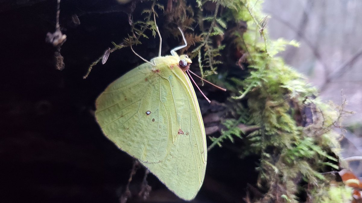 skenchoutdoors's tweet photo. This is Phoebis sennae, or the Cloudless Sulfur
Found on the same day as the previous 'shrooms, was found overwintering on the underside of this decaying log.
#moths #mothtwitter #nature #naturetwitter https://t.co/es2dRIFRiu