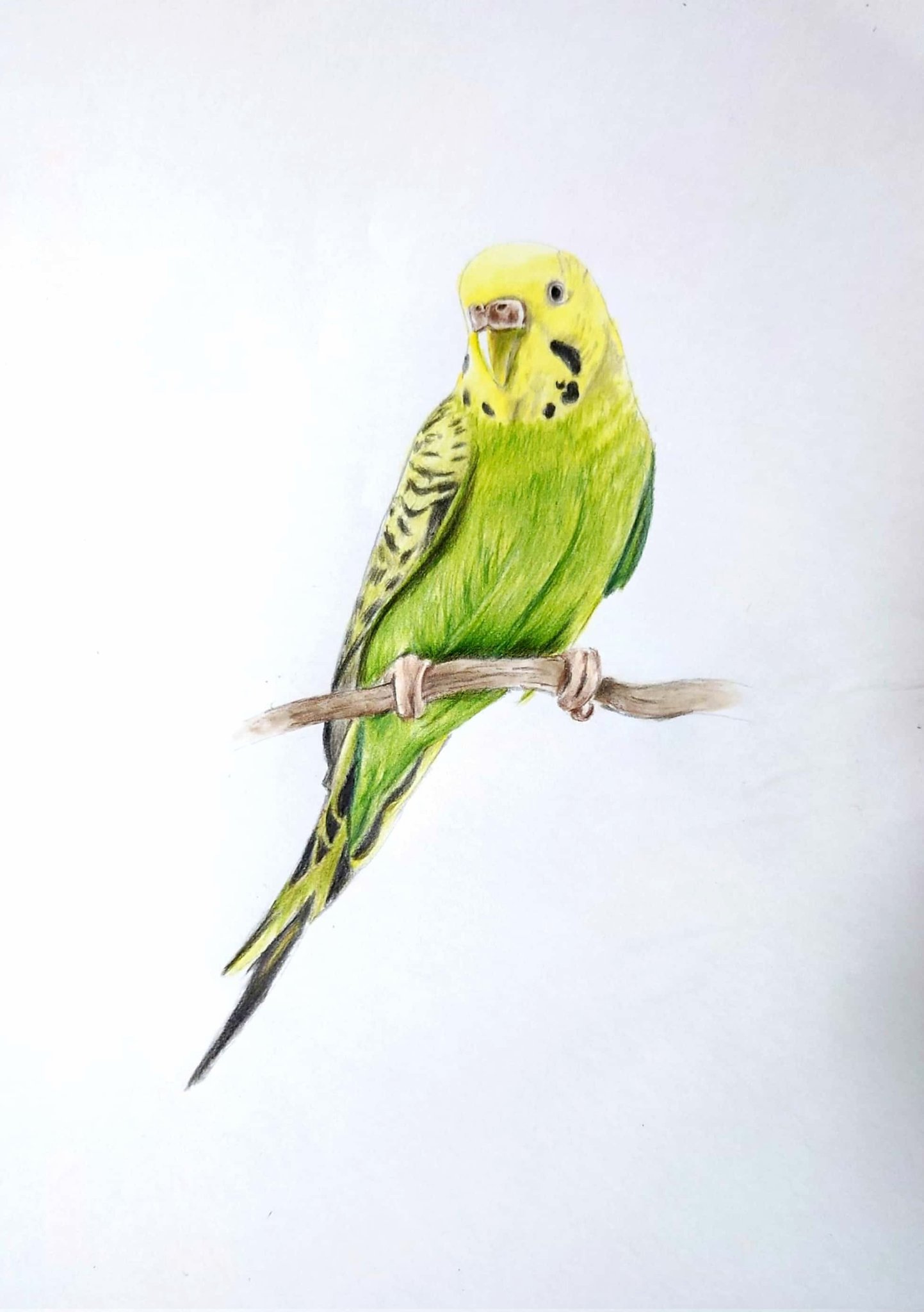 つっきー インコ描きました 昨日インスタライブ来てくれた人ありがとうございました 楽しかったです イラスト インコ 色鉛筆 パンパステル 超絶リアルな色鉛筆画のテクニック 色鉛筆画 T Co B642t1yryq Twitter