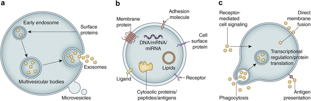 Kidney_Int's tweet photo. Extracellular vesicles in #KidneyTransplantation
https://t.co/Bq2cDDirlK
@CUH_Transplant @JamesAshcroftMD @TegwenElliott #KIReview https://t.co/BjFNhLjb15