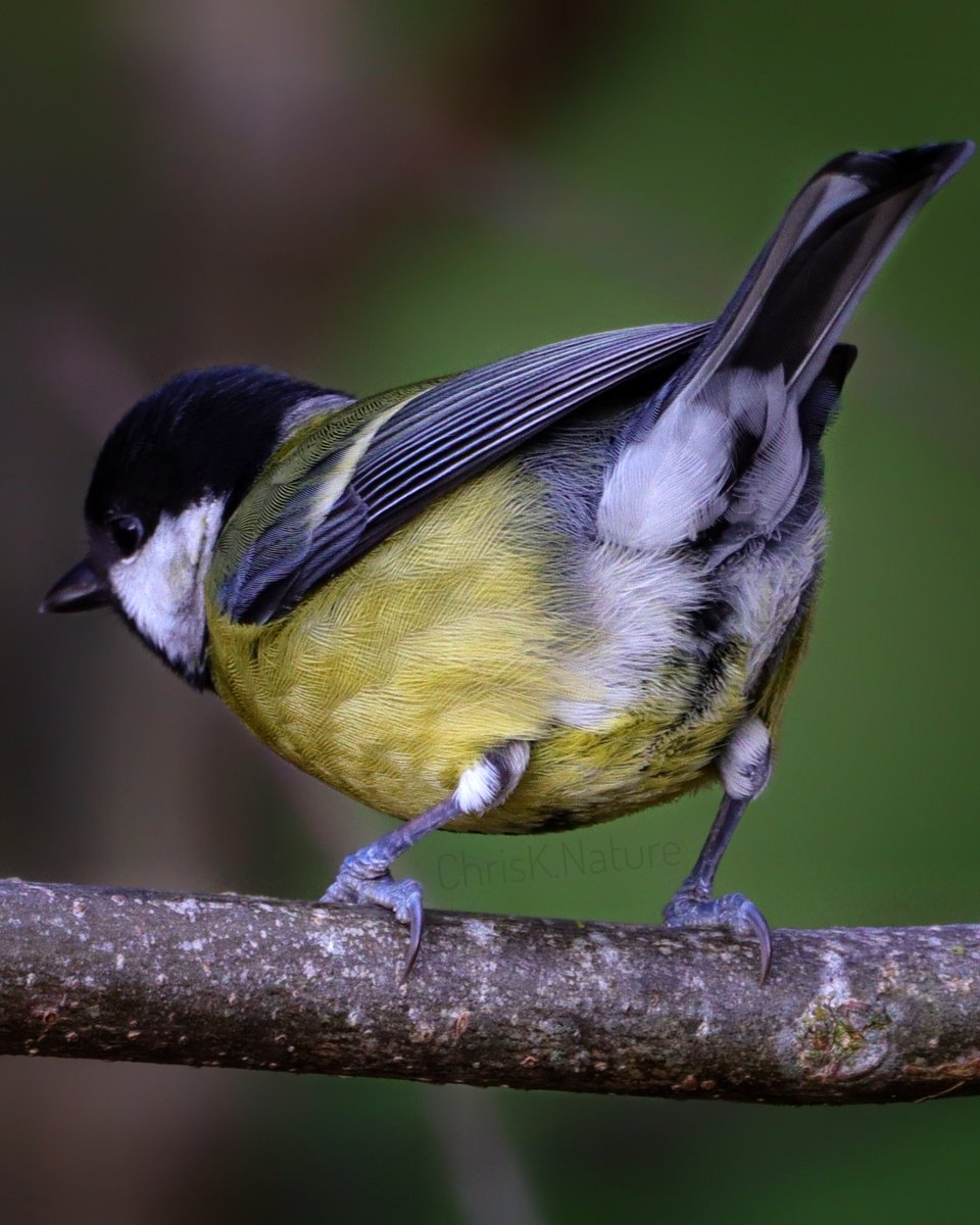chrisk_nature's tweet photo. Fluffbutt

#greattit #fluffbutt #naturephotography #wildlifephotography #nature #wildlife #naturelovers #wildlifelovers https://t.co/wTyB6vAuvI