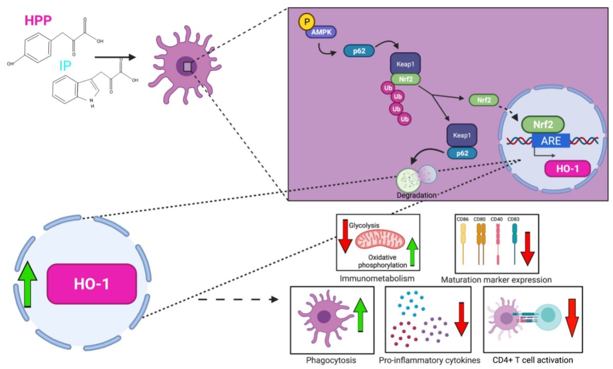 Dylan Ryan (@ryanlab_mbu) on Twitter photo Another week of #immunometabolism discoveries ⬇️⬇️⬇️ <a href="/BiomedNew/">Biomed News</a> <a href="/ImmunoMet/">Immunometabolism Network</a>
biomed.news/bims-imicid/20…
My highlights:
I) Extracellular Mg2+ is required for optimal CD8+ T cell effector function and cancer immunotherapy
II) Trypanosome-derived ketoacids induce HO-1 via Nrf2 in DCs Another week of #immunometabolism discoveries ⬇️⬇️⬇️ <a href="/BiomedNew/">Biomed News</a> <a href="/ImmunoMet/">Immunometabolism Network</a>
biomed.news/bims-imicid/20…
My highlights:
I) Extracellular Mg2+ is required for optimal CD8+ T cell effector function and cancer immunotherapy
II) Trypanosome-derived ketoacids induce HO-1 via Nrf2 in DCs