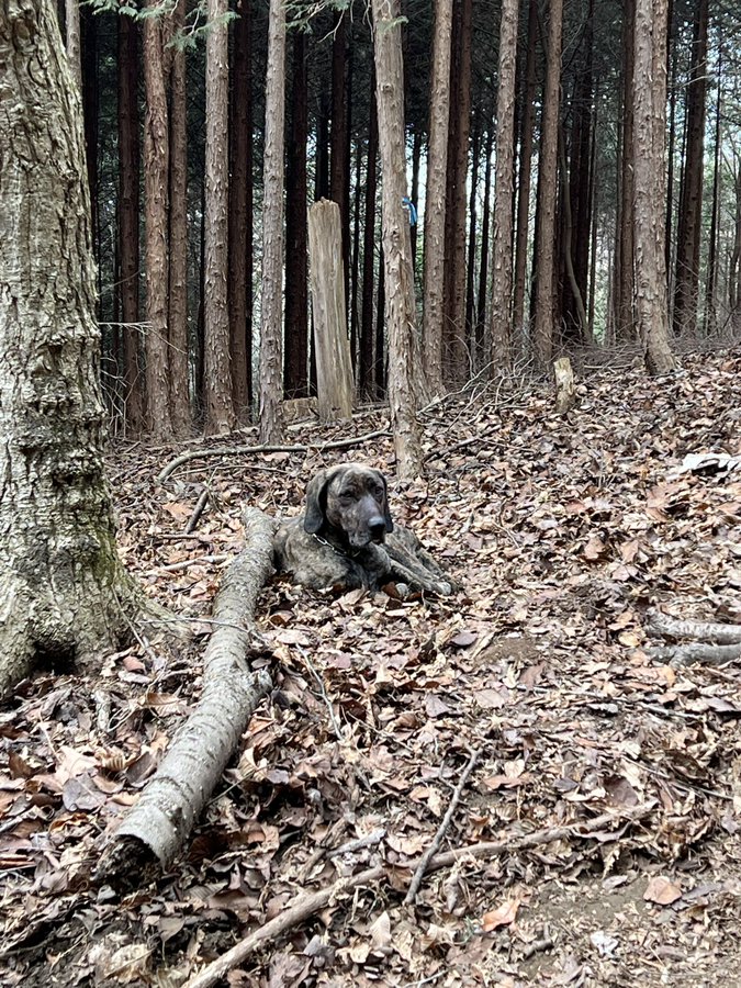 秩父市より 山で保護された迷子犬の飼い主さんを探しています Dojinbarの女将のブログ