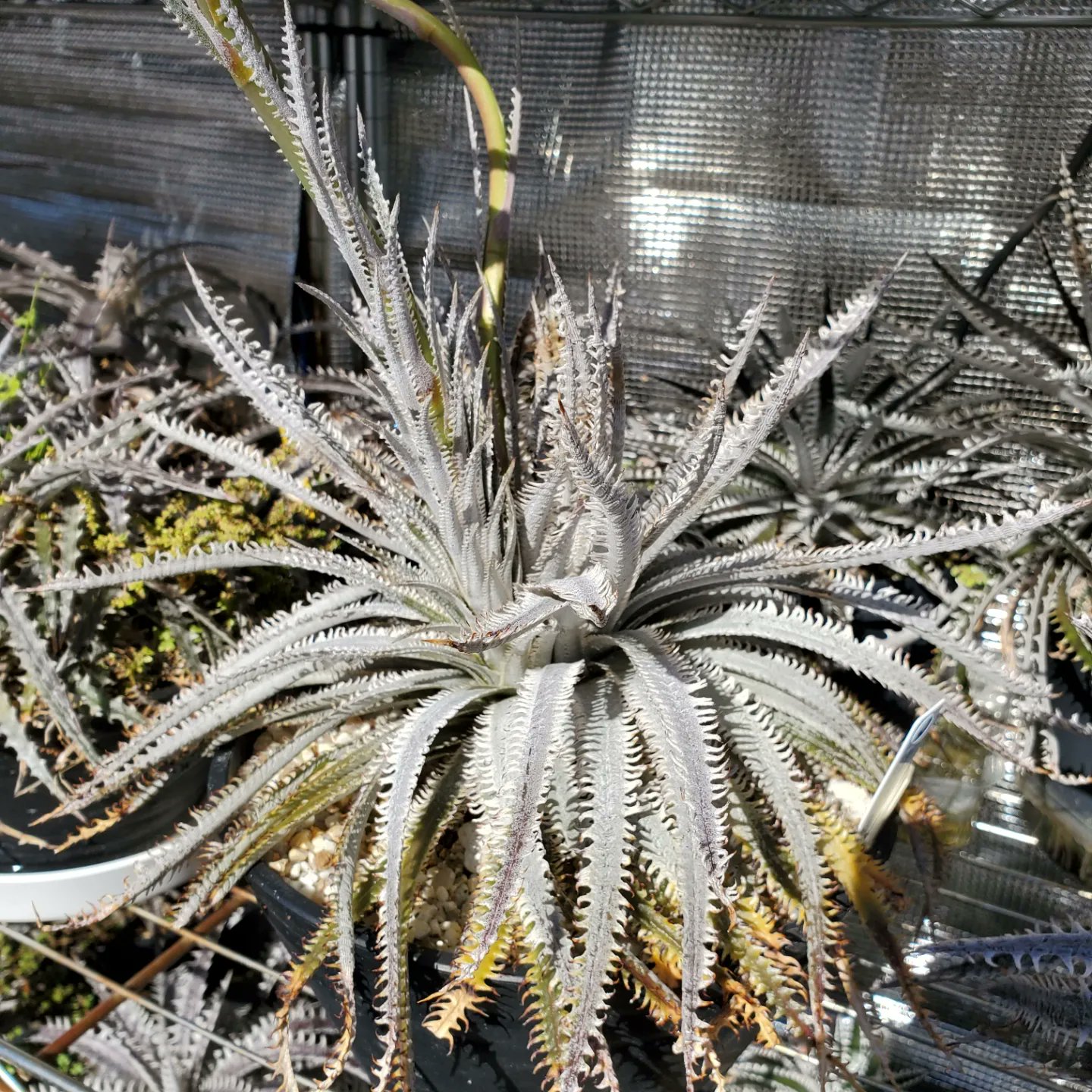 にんにん Dyckia Maniax ディッキア マニアックス Nagasの1st Cloneも一気に花芽がきたね 冬なのに全然交配作業休めないじゃん しかし今日は全作業を中断して Hanzoの梱包に集中する 絶対する うん する する可能性超絶高い ディッキア