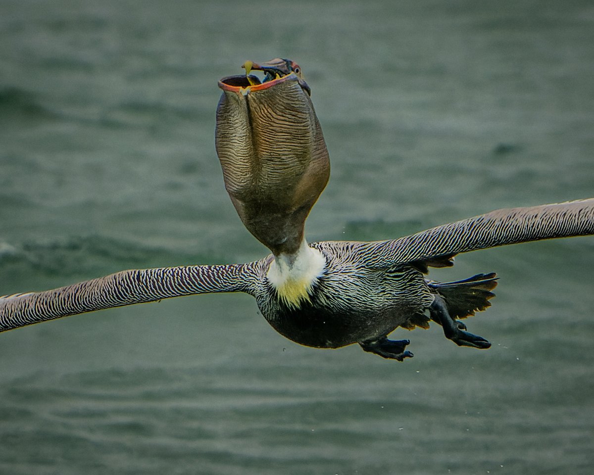 balail's tweet photo. Brown Pelican flying with a full pouch...
#photography #NaturePhotography #wildlifephotography #thelittlethings https://t.co/Rd3SOEzYSw