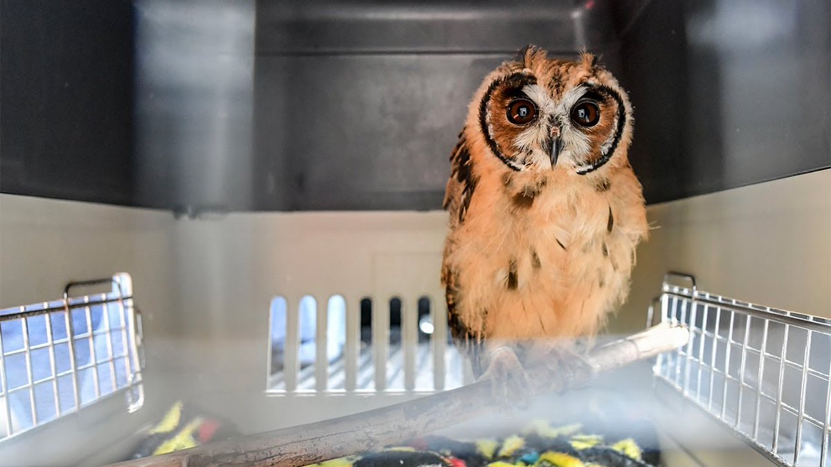 أخبار 24 - السعودية (@Akhbaar24) / Twitter