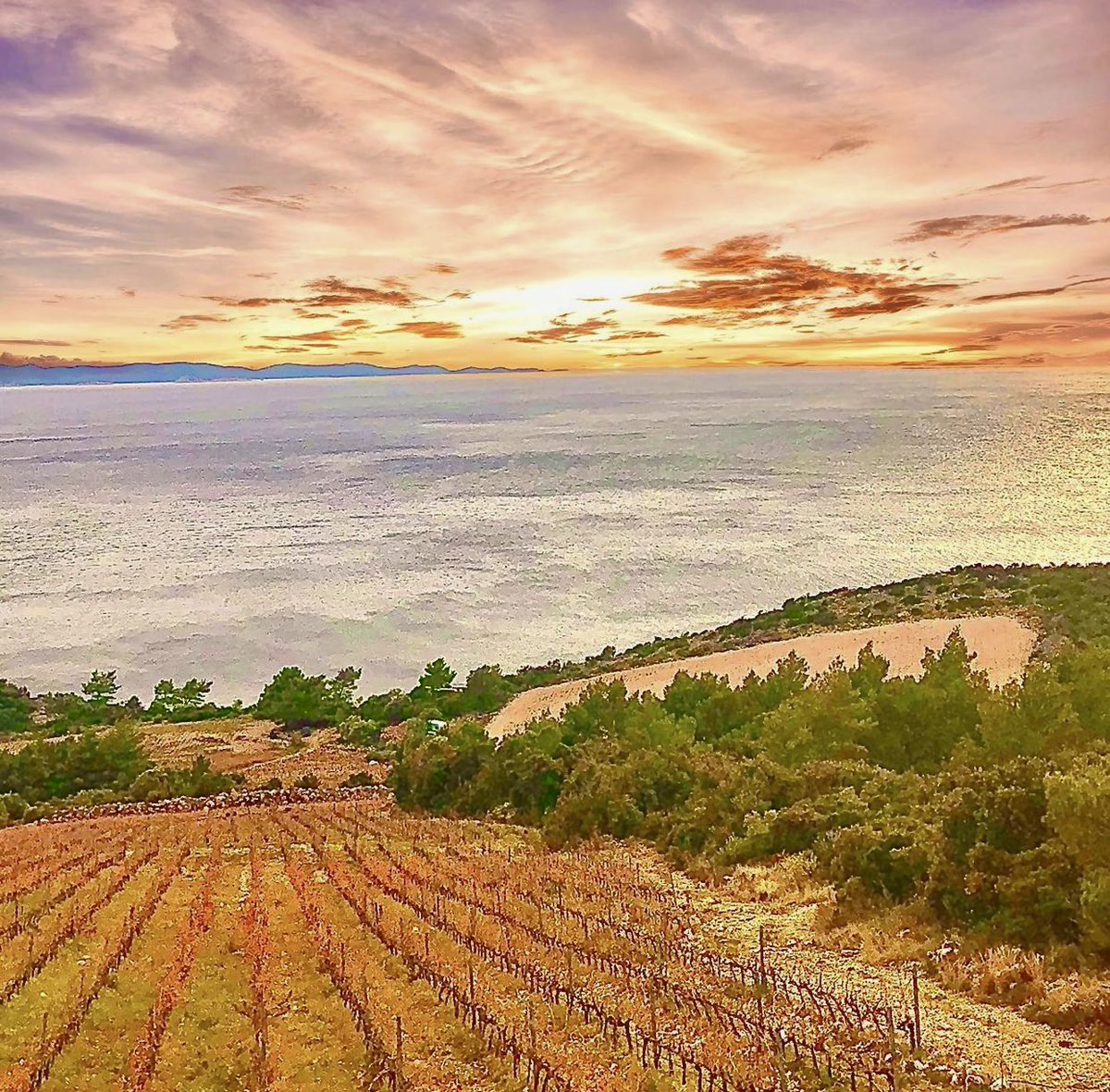 It’s winter and the vineyard view is spectacular. 🍇🍷

#Croatia #winelover #winery #winetime #adriaticsea