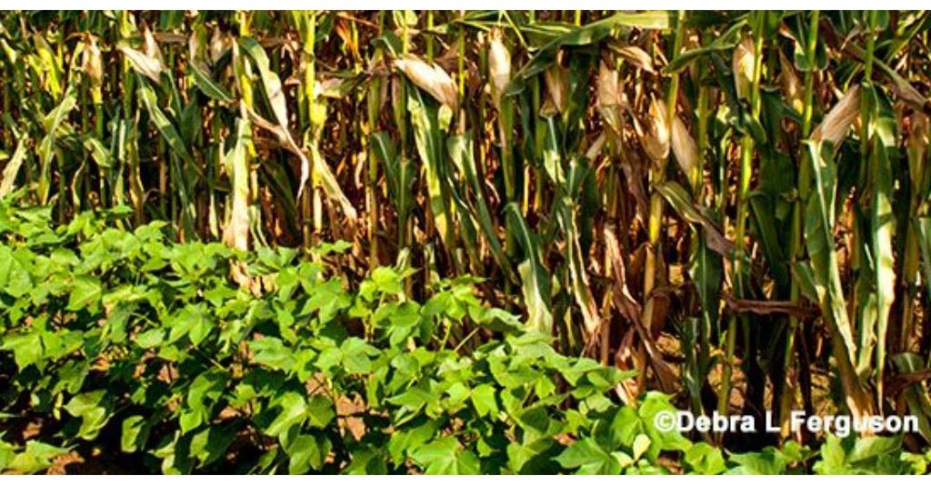 Texas: Profitability Spreadsheet Workshops Set in South Plains rlm.ag/Gph7R