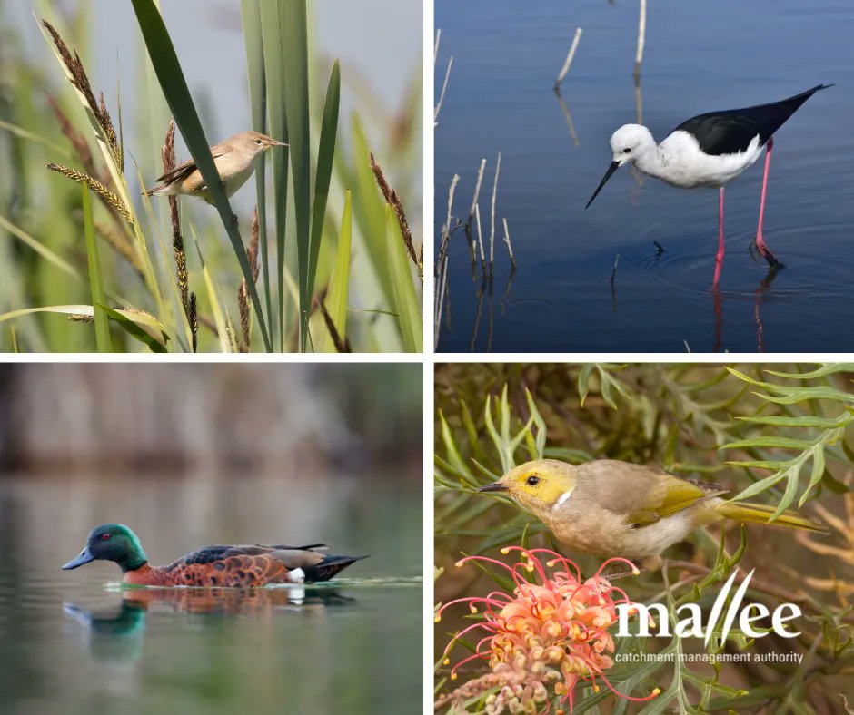 MalleeCMA's tweet photo. What might you spot at Lake Hawthorn? 👀🦆
Some bird species that have been identified include:
• Australian Reed Warbler
• Chestnut Teal
• Banded Stilt
• Pacific Golden Plover
• White-plumed Honeyeater
#waterbirds
#Malleecma
#environmentalwater https://t.co/WhlQRg9KLH