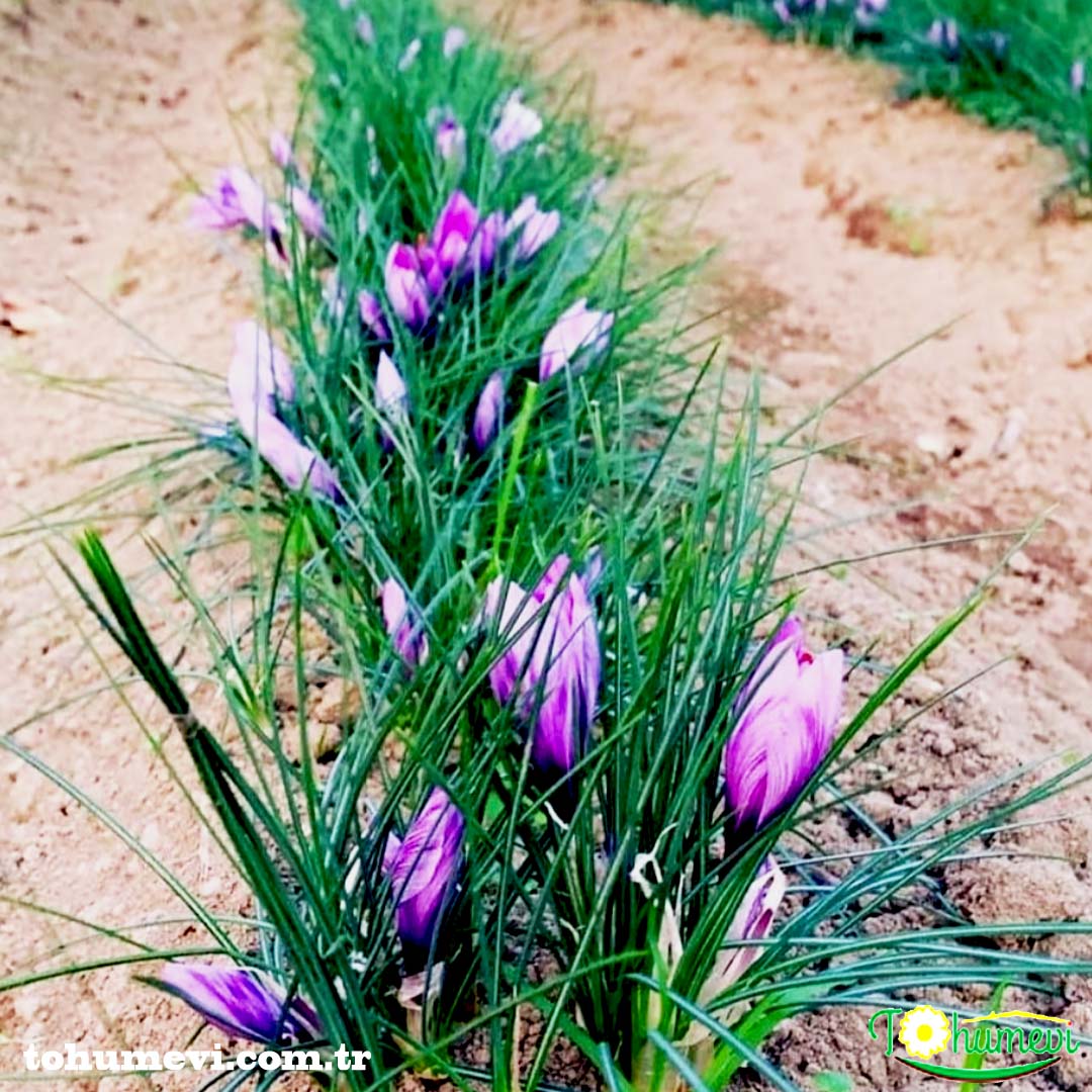 tohumevi's tweet photo. tohumevi
🌺Ürün Adı: Safran Soğanı
Fiyatı : 8 TL
Toptan Alımlar İçin : 0 (507) 841 64 88
💸Kapıda ödeme seçeneği
Kredi Kartı İle Ödeme Seçeneği
100 TL Üzeri Siparişlerde Kargo Bedava
☎️ Sipariş Hattı Whatsapp: 0 (850 ) 305 94 83
https://t.co/0nJVoVkLFf https://t.co/ys6CHaGQR3